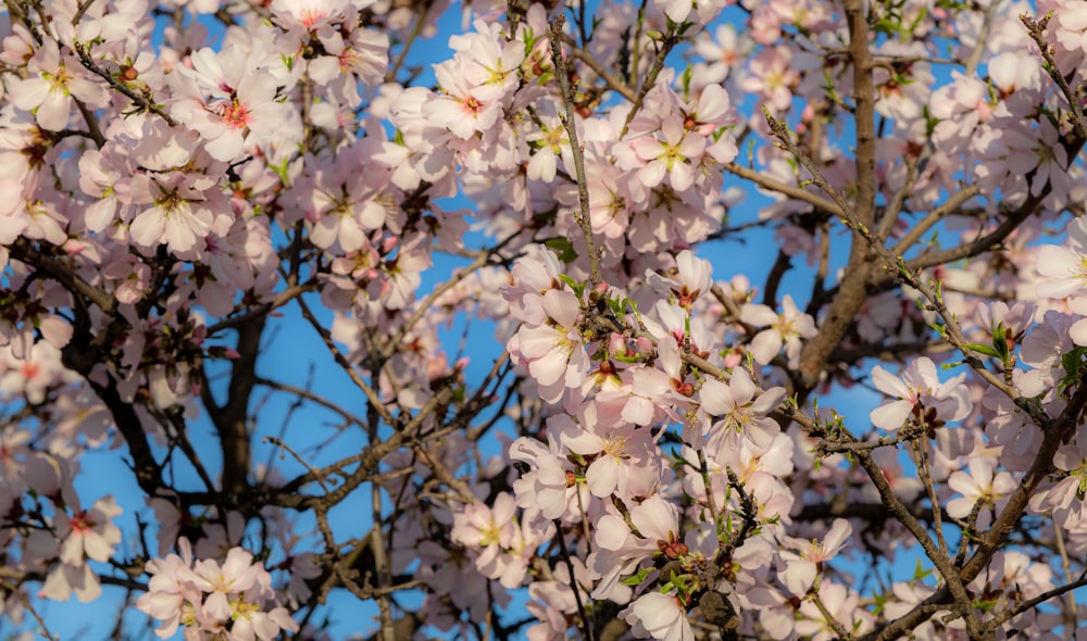 a tree with lots of pink flowers on it