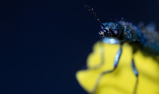A close-up of a green and blue insect with a detailed view of its antennae and eyes. The insect is perched on a bright yellow surface with a dark blue background, highlighting the textures and colors of the insect's body.