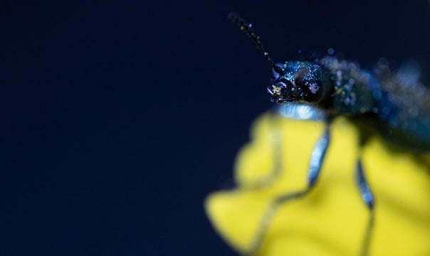 A close-up of a green and blue insect with a detailed view of its antennae and eyes. The insect is perched on a bright yellow surface with a dark blue background, highlighting the textures and colors of the insect's body.