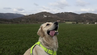 A cheerful worker in branded gear scooping dog poop in a sunny backyard.