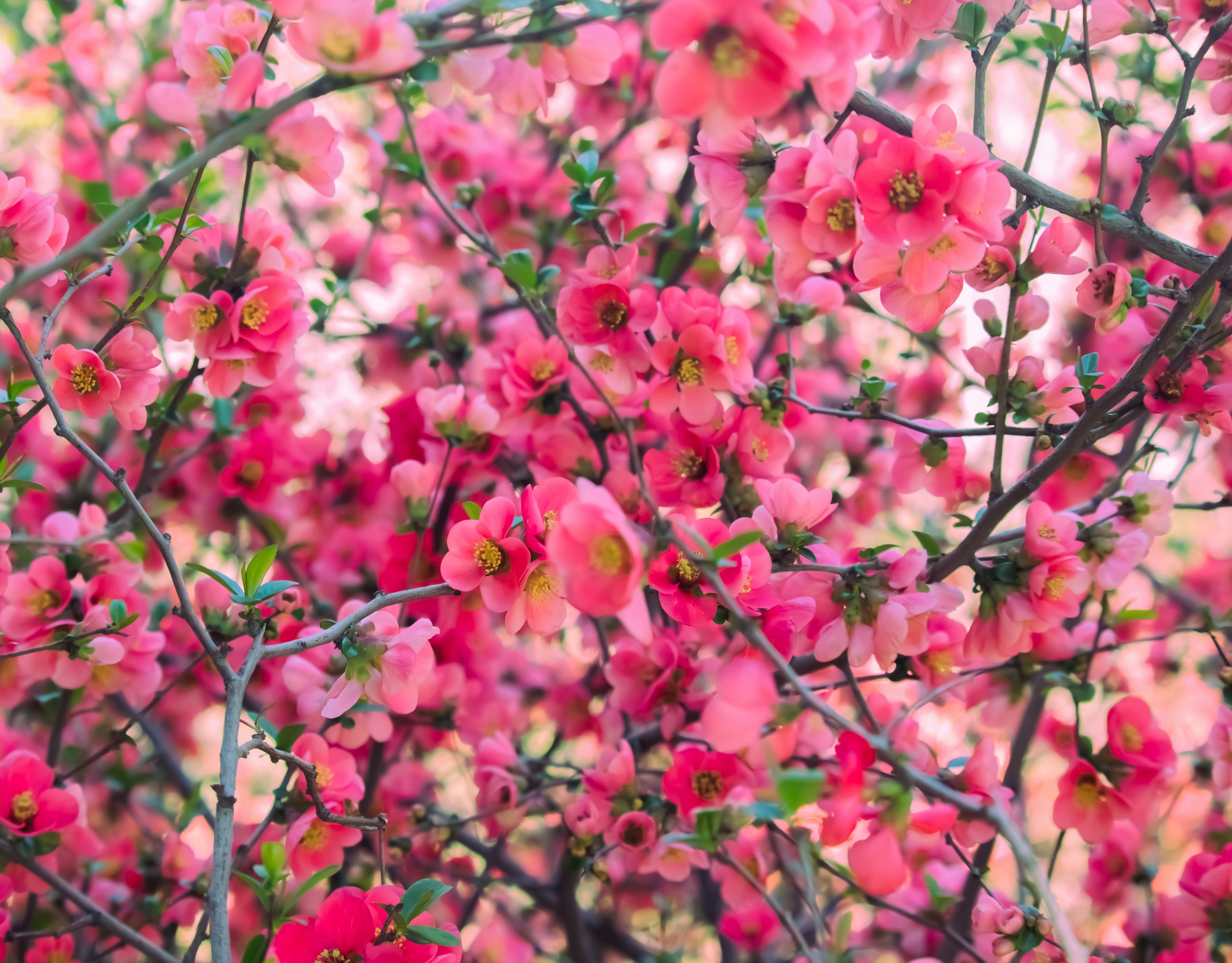 Photo by sinabahar76