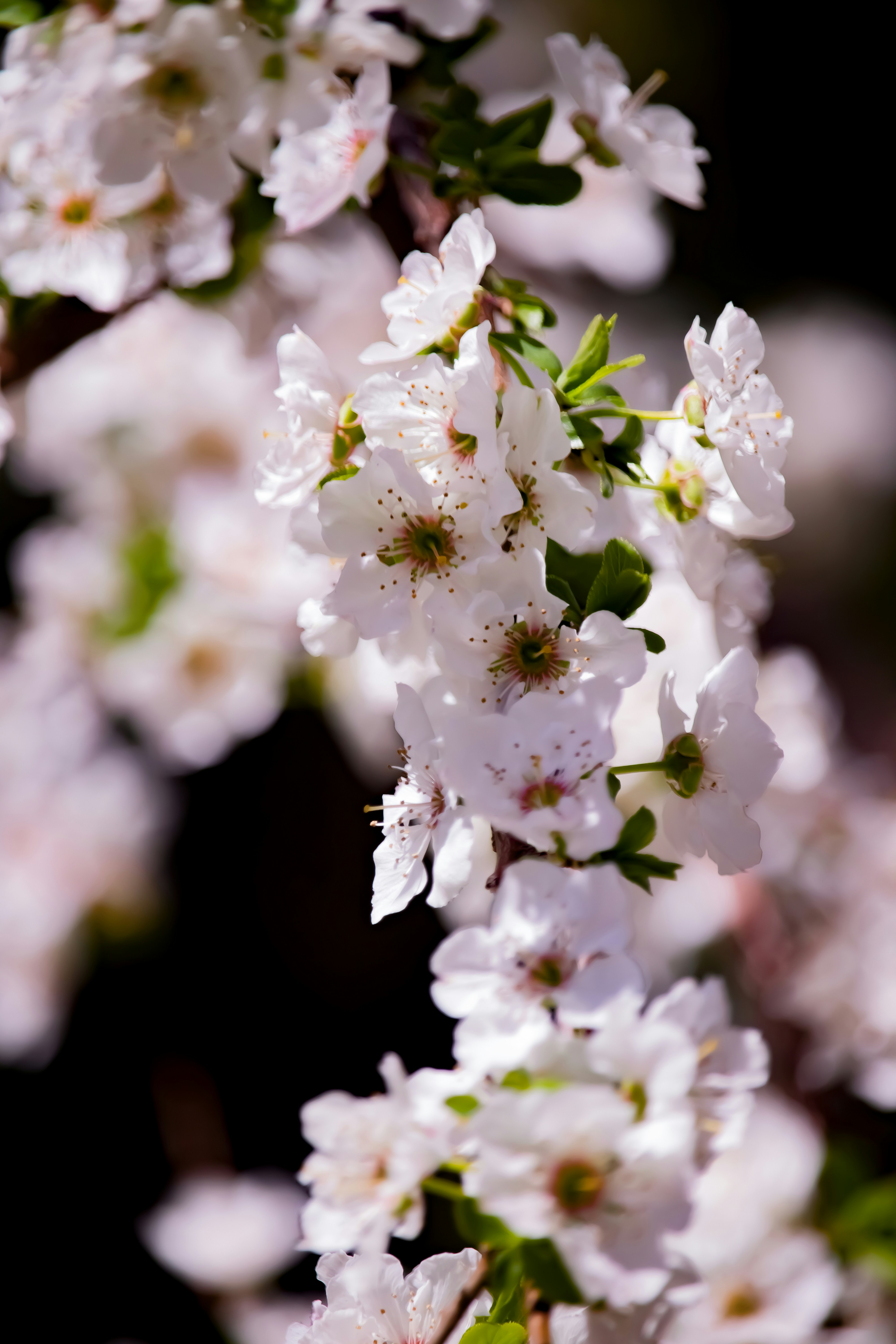 Photo by sinabahar76