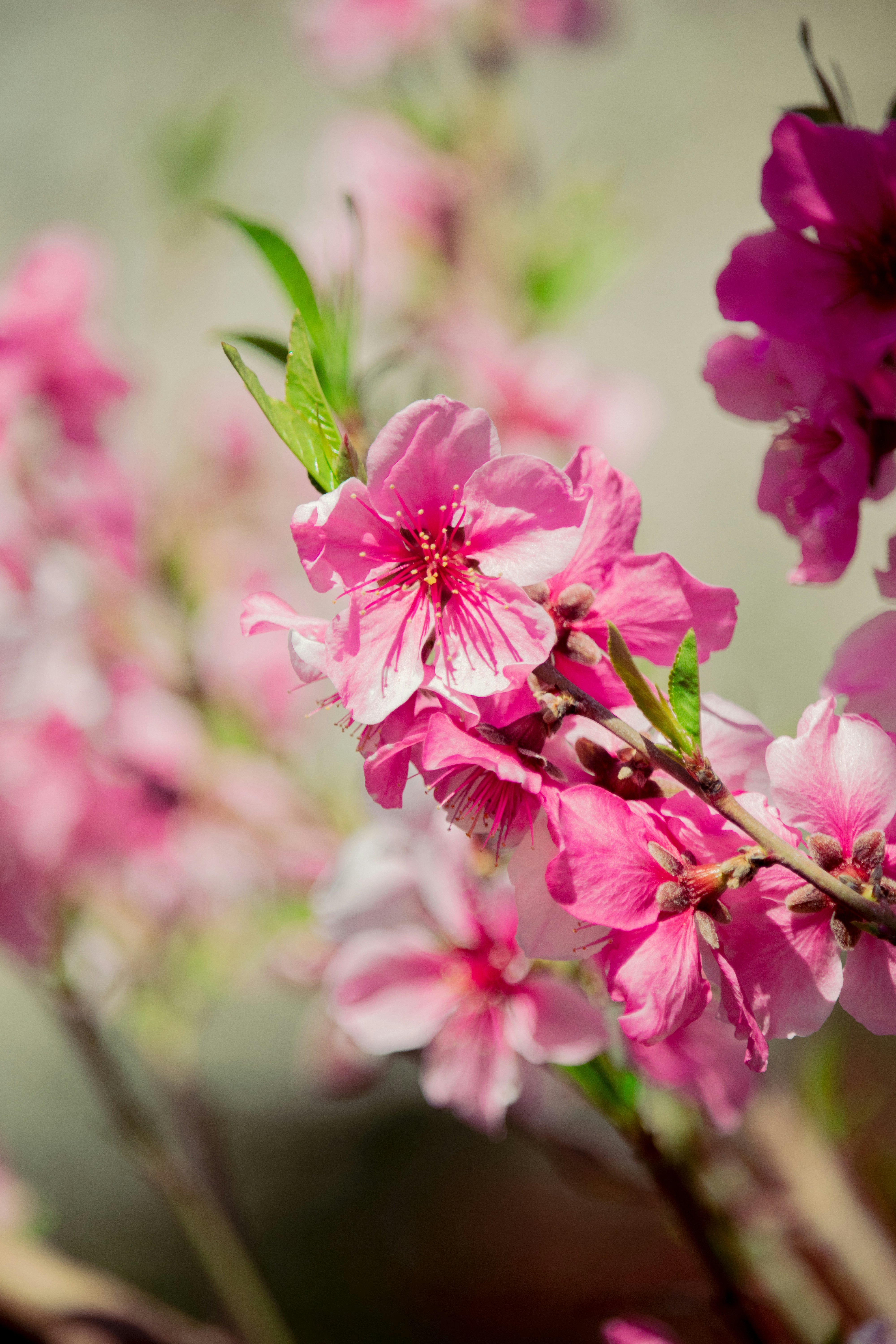 Photo by sinabahar76