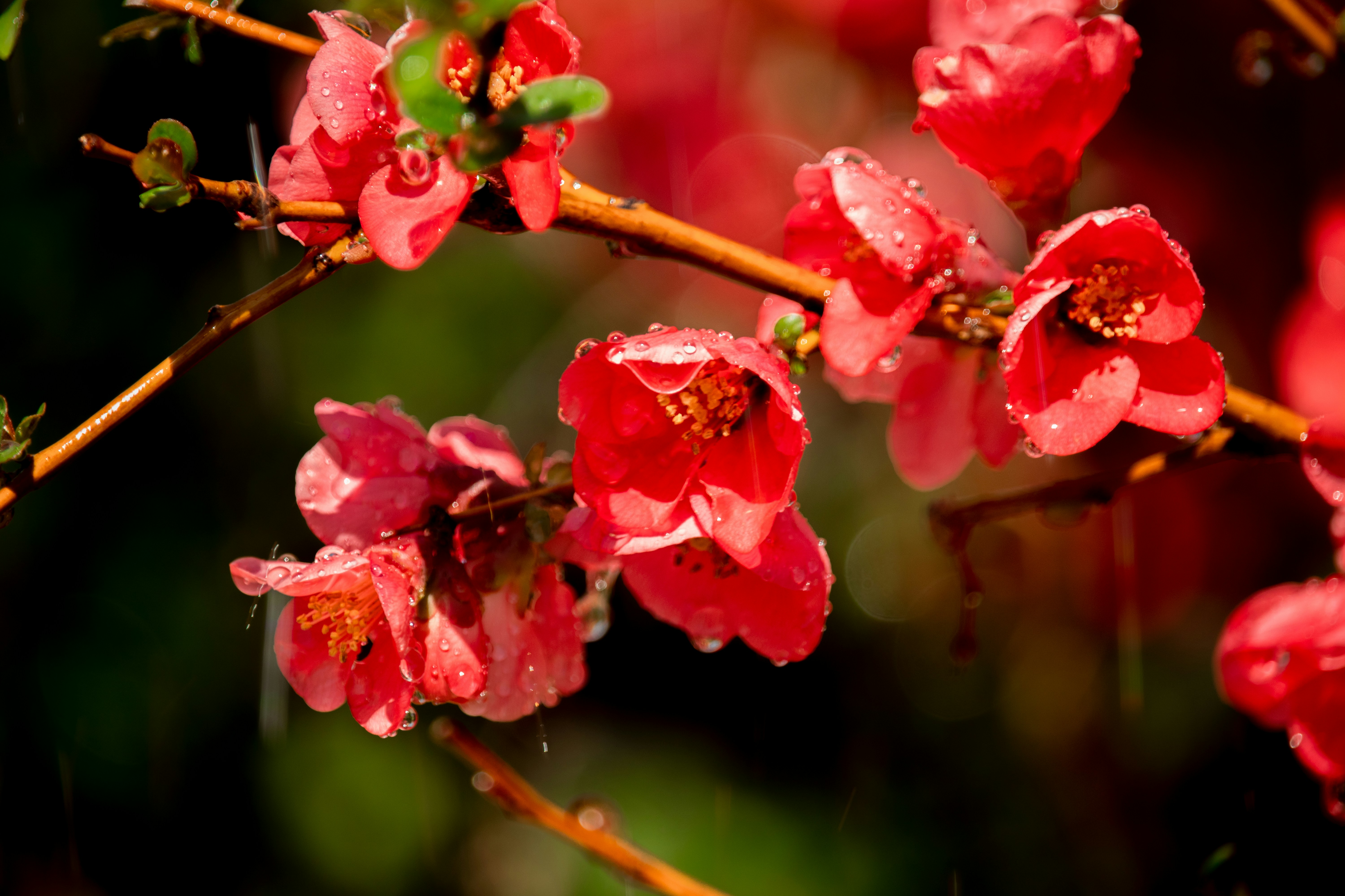 Photo by sinabahar76