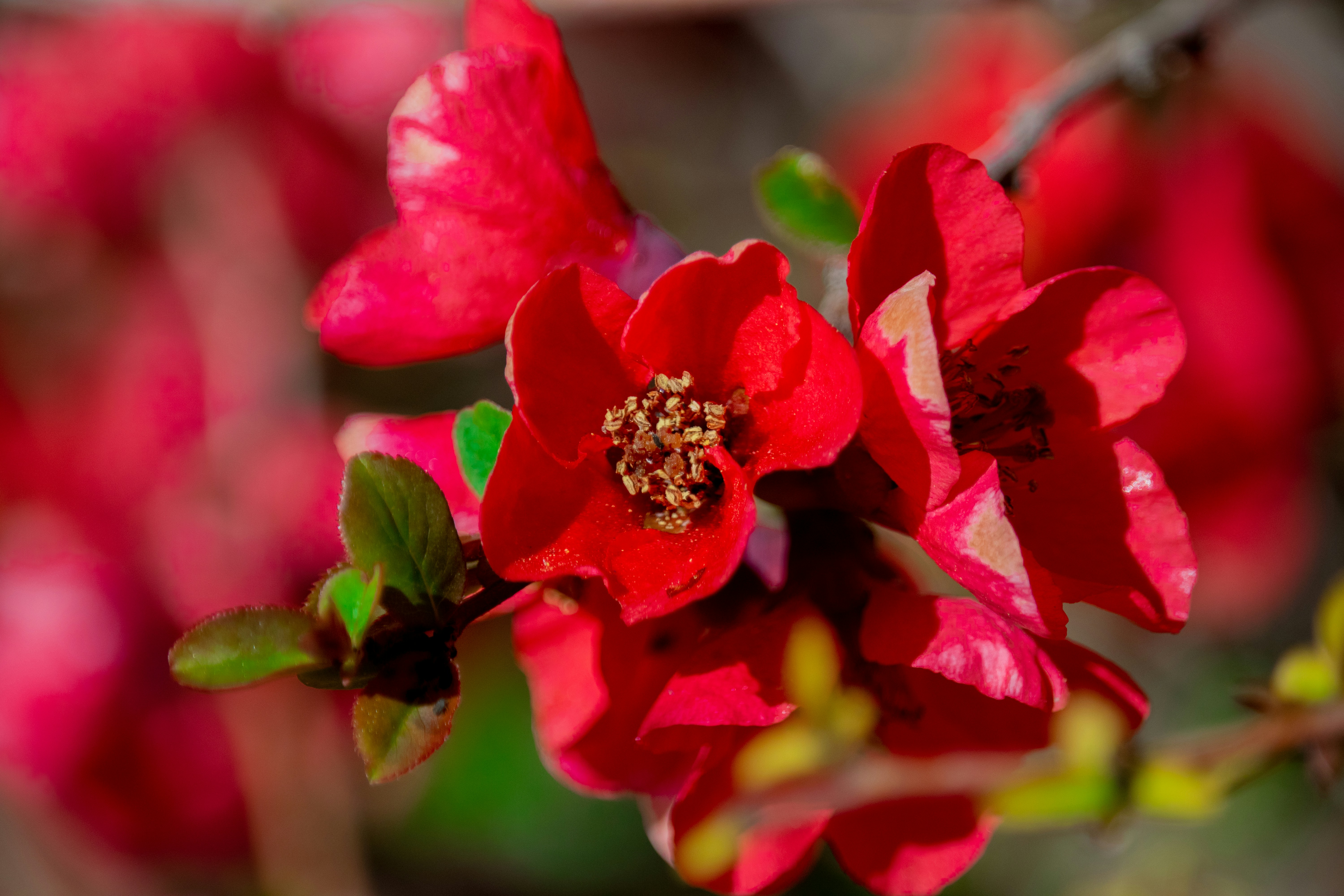 Photo by sinabahar76