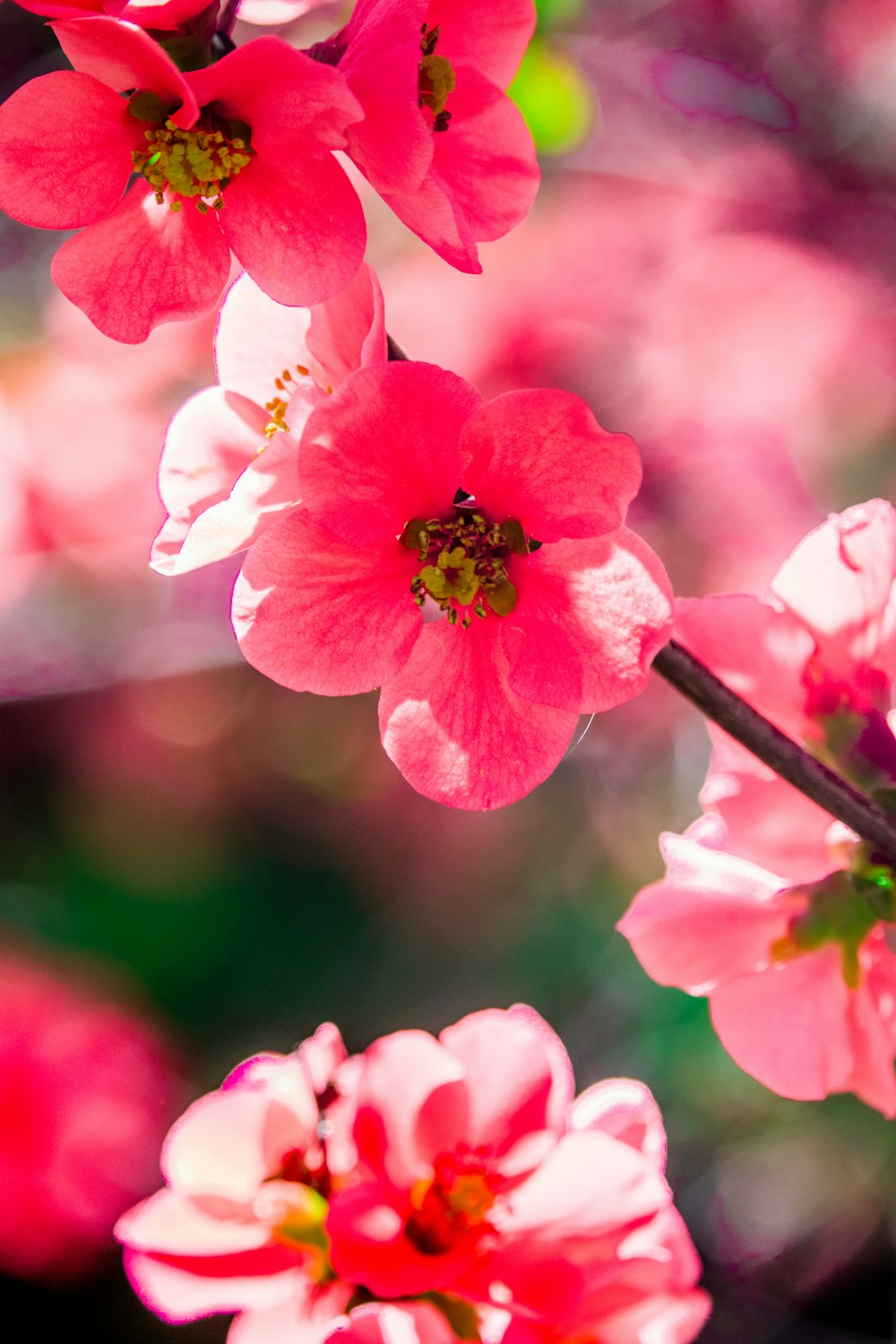 a bunch of pink flowers that are blooming