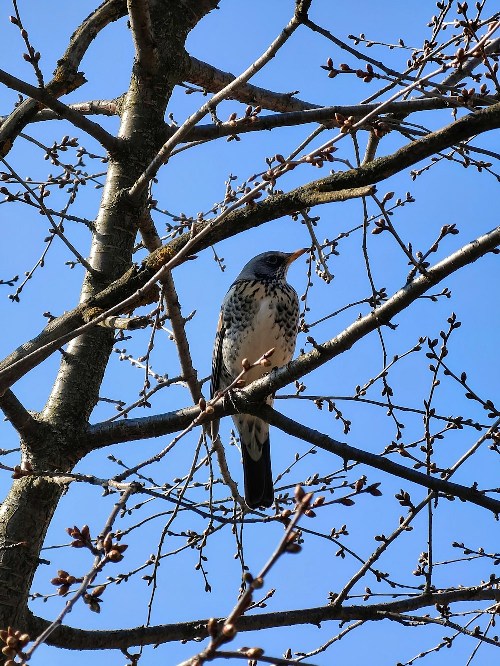 a bird perched on a branch of a tree