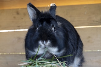 A black and white rabbit is eating green grass. The background consists of wooden planks, suggesting that it is in a hut or enclosed area. The rabbit's fur looks soft and fluffy, and it appears to be looking towards the camera.