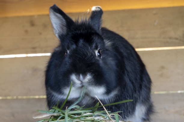 A black and white rabbit is eating green grass. The background consists of wooden planks, suggesting that it is in a hut or enclosed area. The rabbit's fur looks soft and fluffy, and it appears to be looking towards the camera.