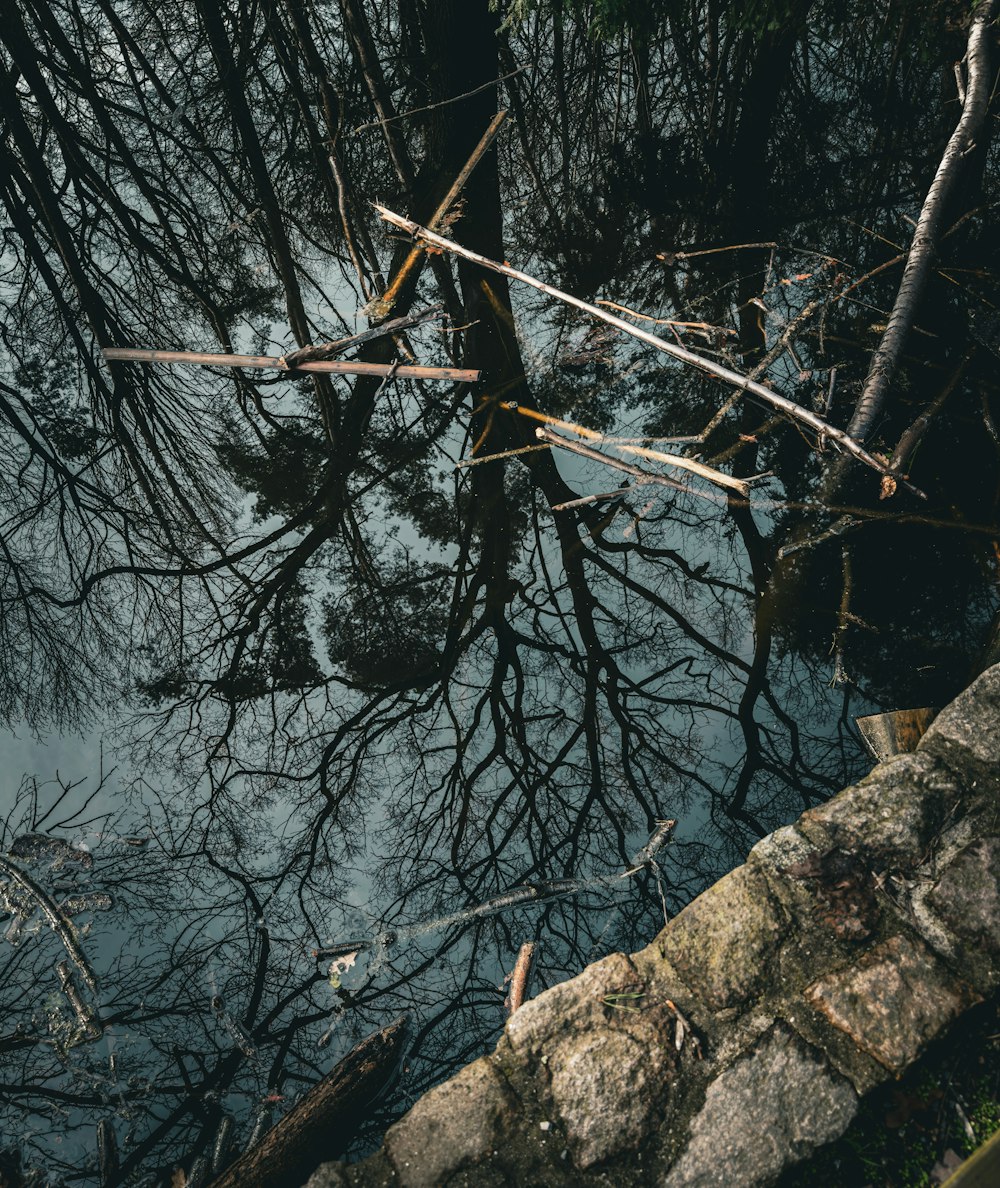 Ein Spiegelbild eines Baumes im Wasser