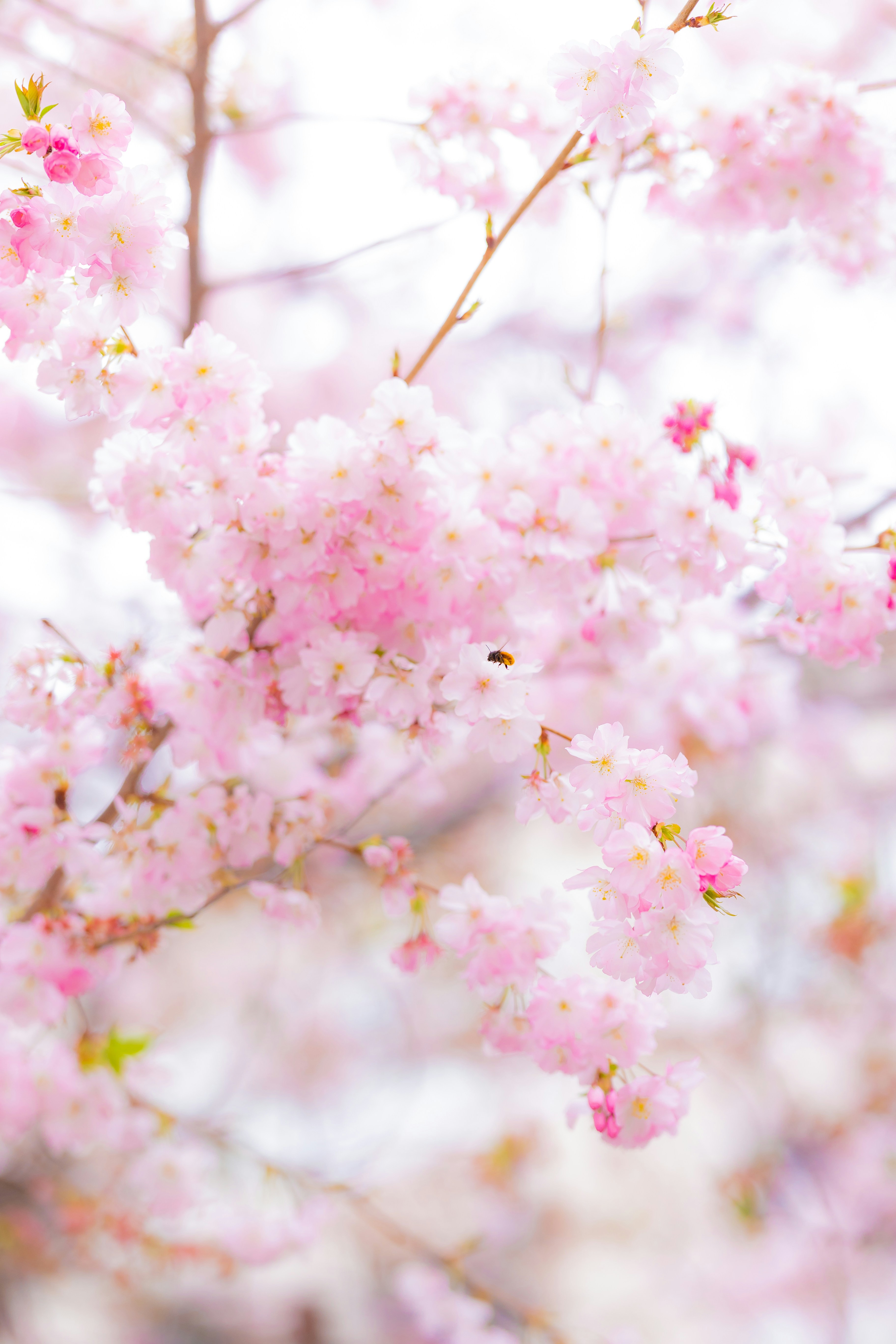 Photo by mohamadalnaimi