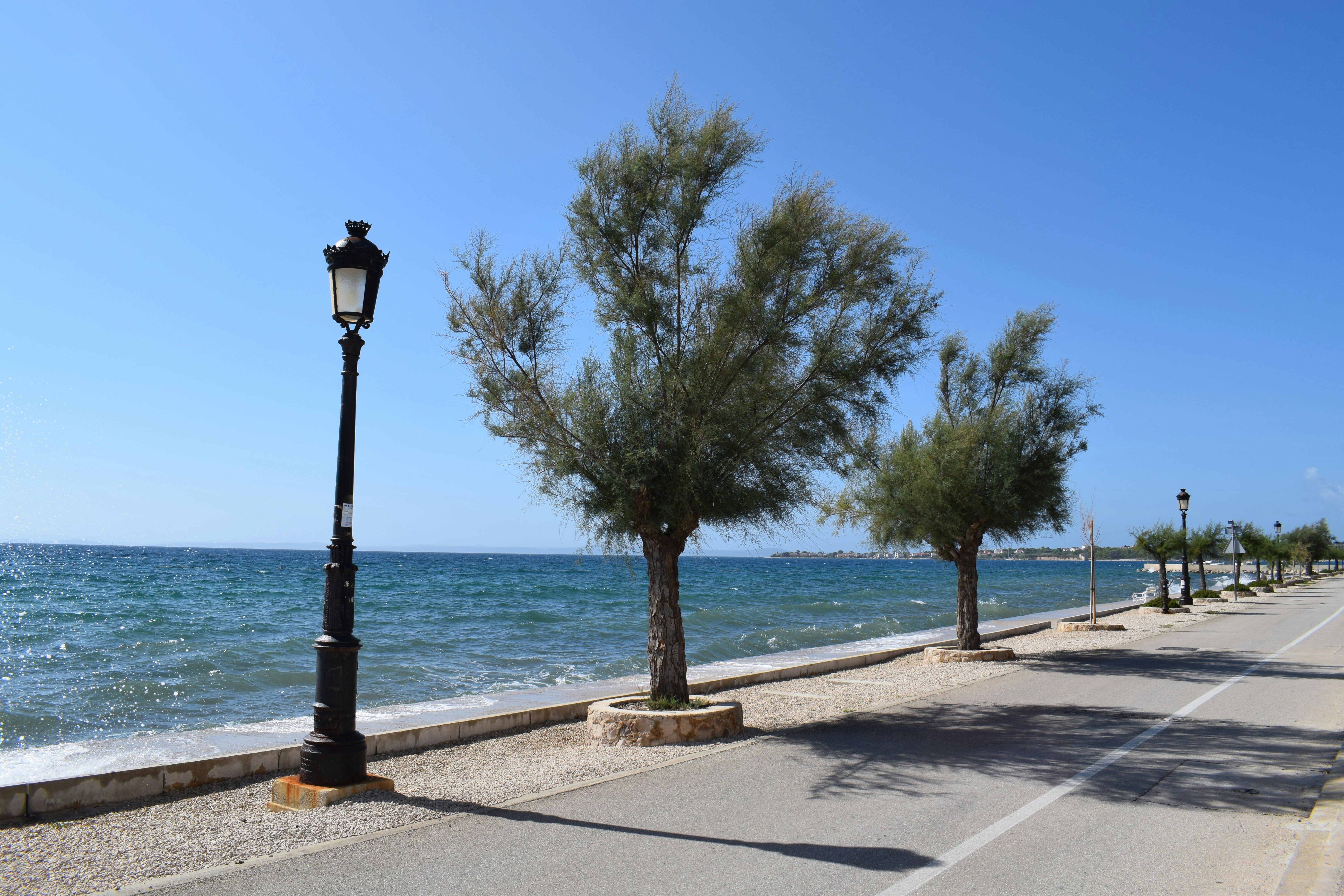 a street lined with trees next to the ocean
