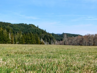 A wide-open grass field stretches across the foreground, leading to a dense forest of evergreen trees. The sky above is clear and blue, adding a serene backdrop to the natural setting.