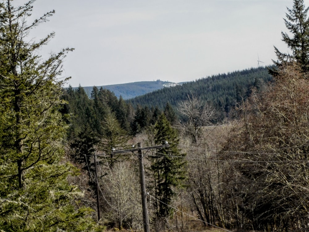 a forest filled with lots of tall trees