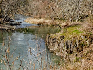 A tranquil river with clear water flows gently through a lush forest. The banks are lined with rocks and a variety of trees, some with bare branches suggesting a winter or early spring setting. Grasses and small shrubs dominate the landscape's edges, adding to the serene natural atmosphere.