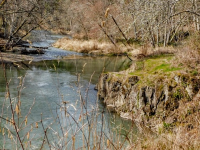 A tranquil river with clear water flows gently through a lush forest. The banks are lined with rocks and a variety of trees, some with bare branches suggesting a winter or early spring setting. Grasses and small shrubs dominate the landscape's edges, adding to the serene natural atmosphere.