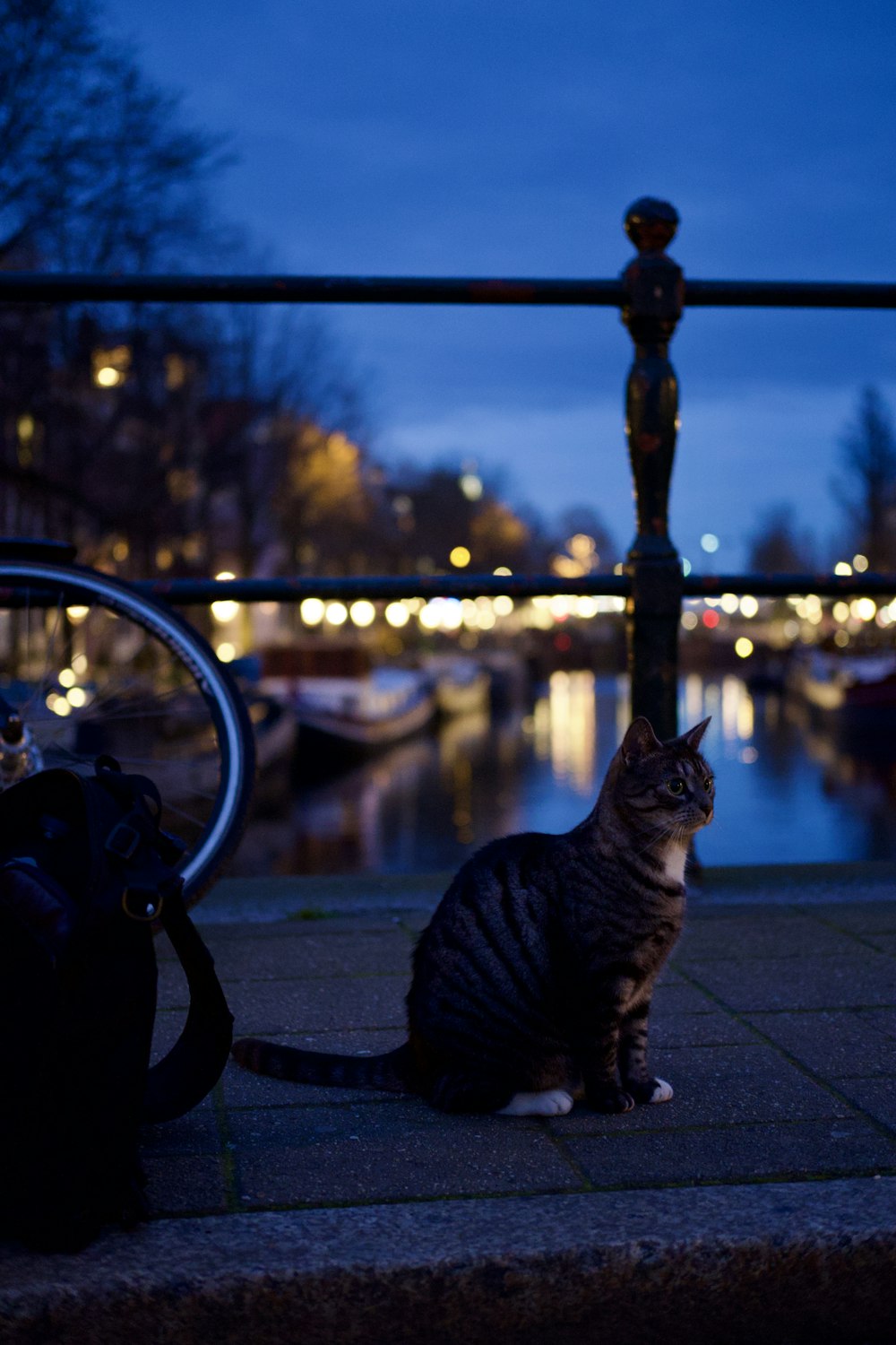 a cat sitting on the ground next to a bike