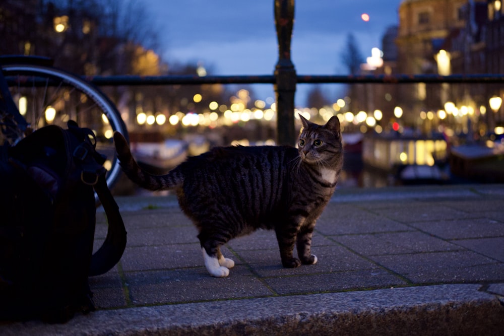 a cat standing on a sidewalk next to a bicycle