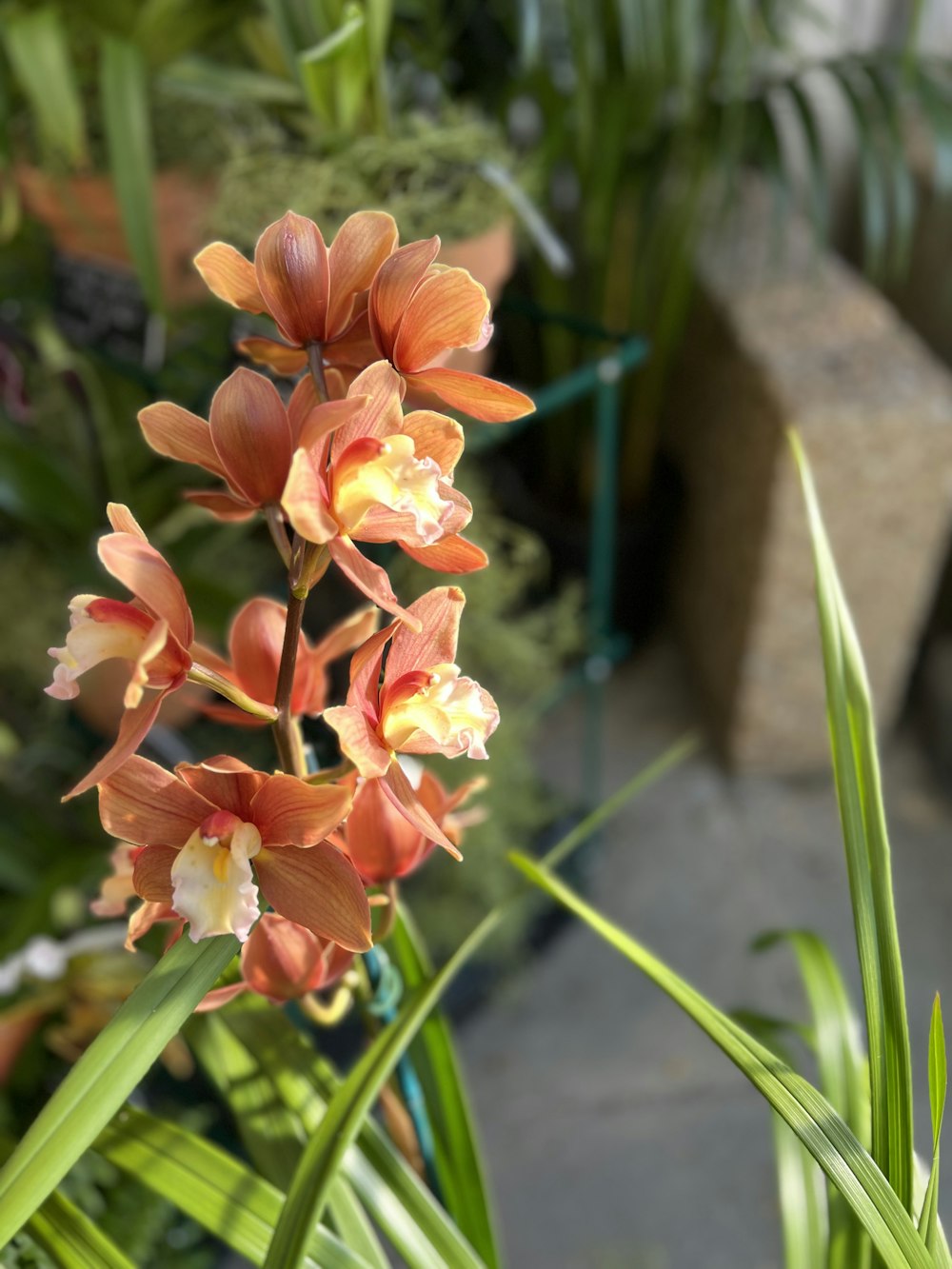 a bunch of flowers that are in a pot