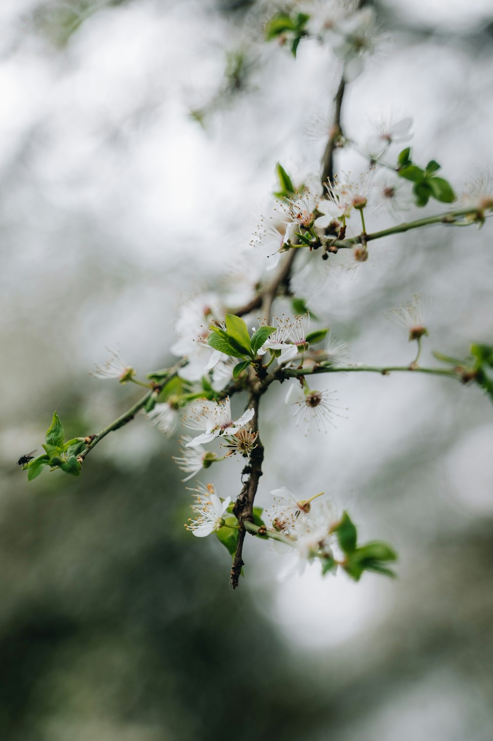 a branch with white flowers and green leaves