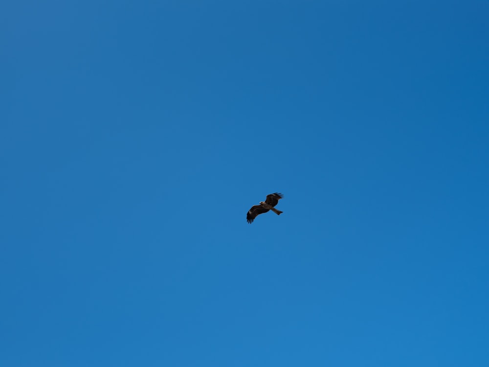 Un uccello che vola in alto nel cielo