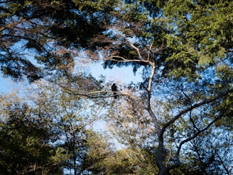 Sunlight filtering through dense forest canopy with birds perched on branches.