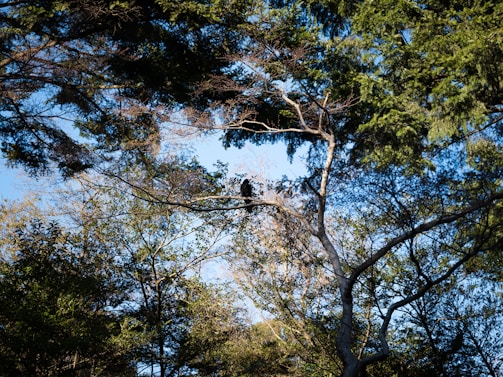 Sunlight filtering through dense forest canopy with birds perched on branches.