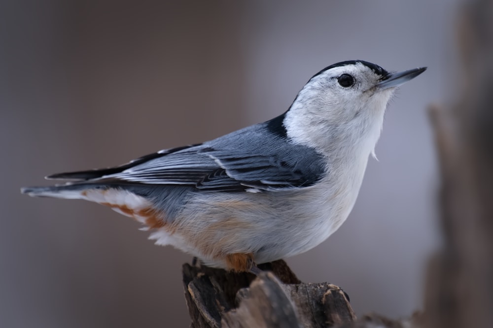 a small bird perched on a piece of wood