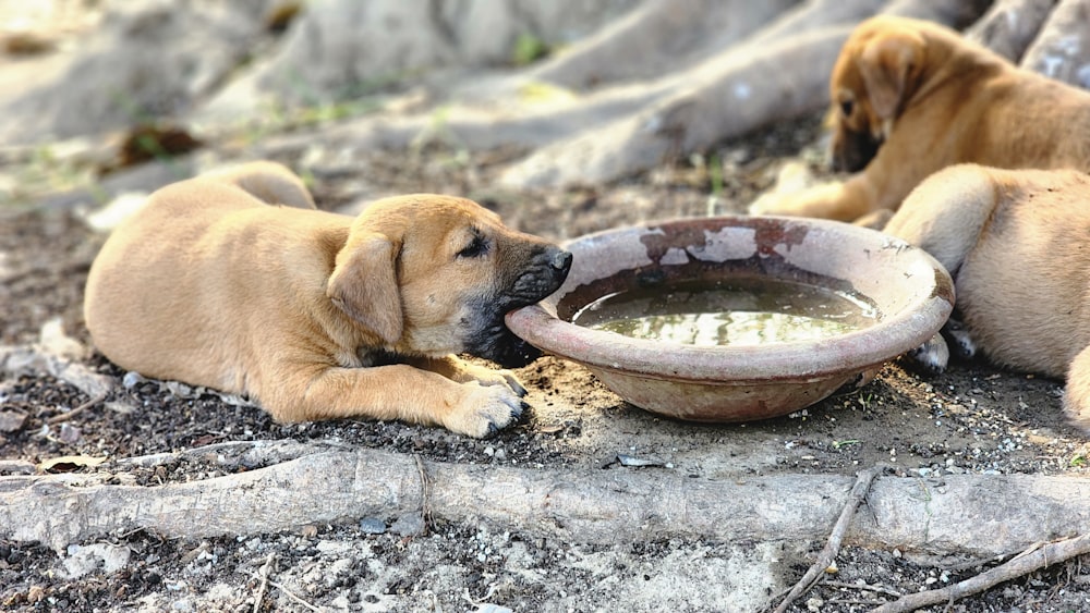 two puppies are drinking water from a bowl
