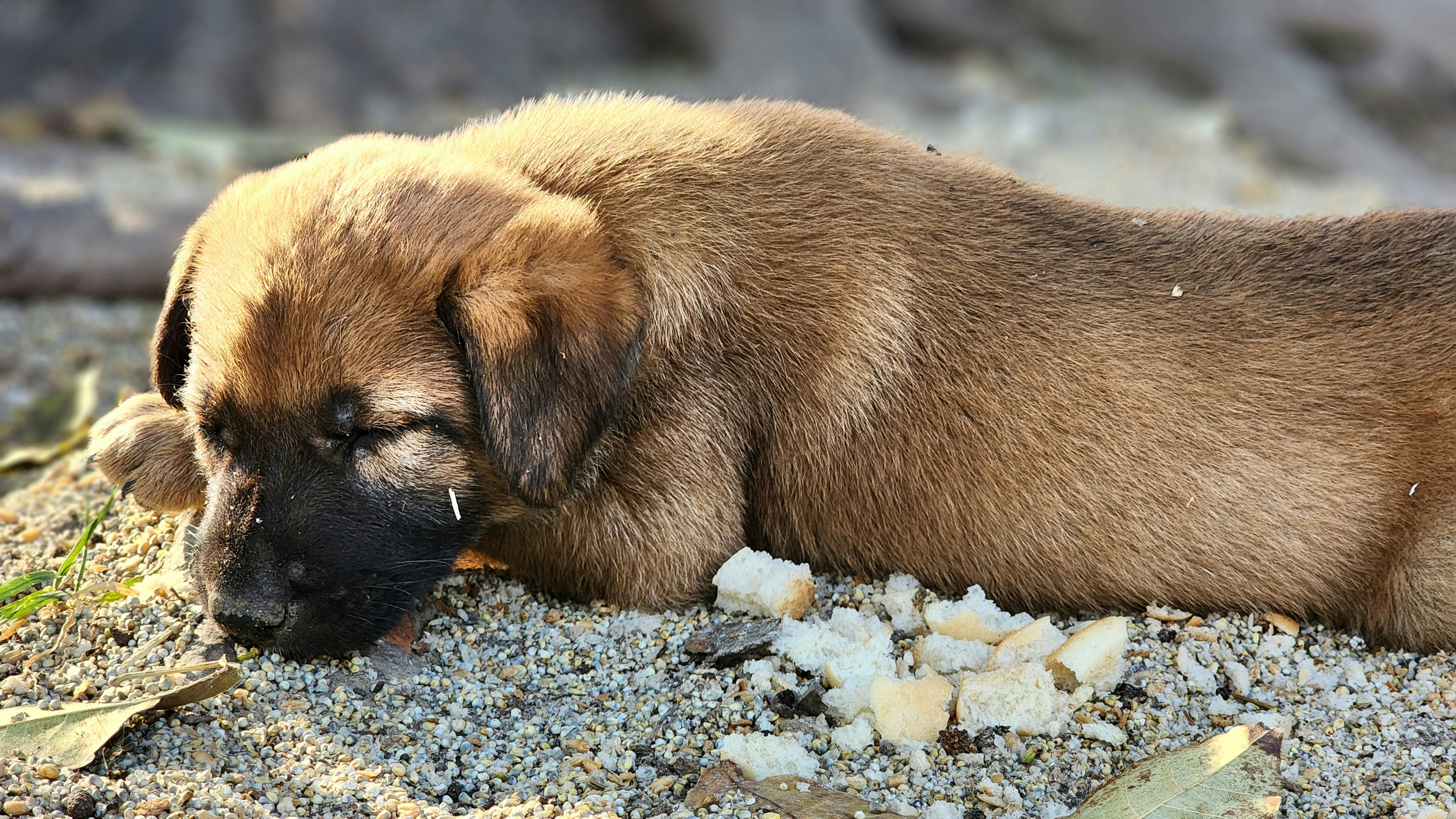 a brown dog laying on top of a pile of gravel