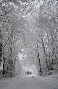 a snow covered road with trees and a house in the distance