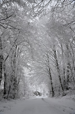 a snow covered road with trees and a house in the distance