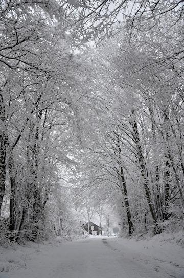 a snow covered road with trees and a house in the distance