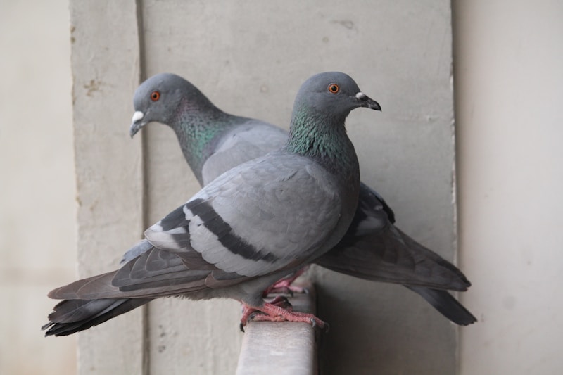 Aves pousadas lado a lado