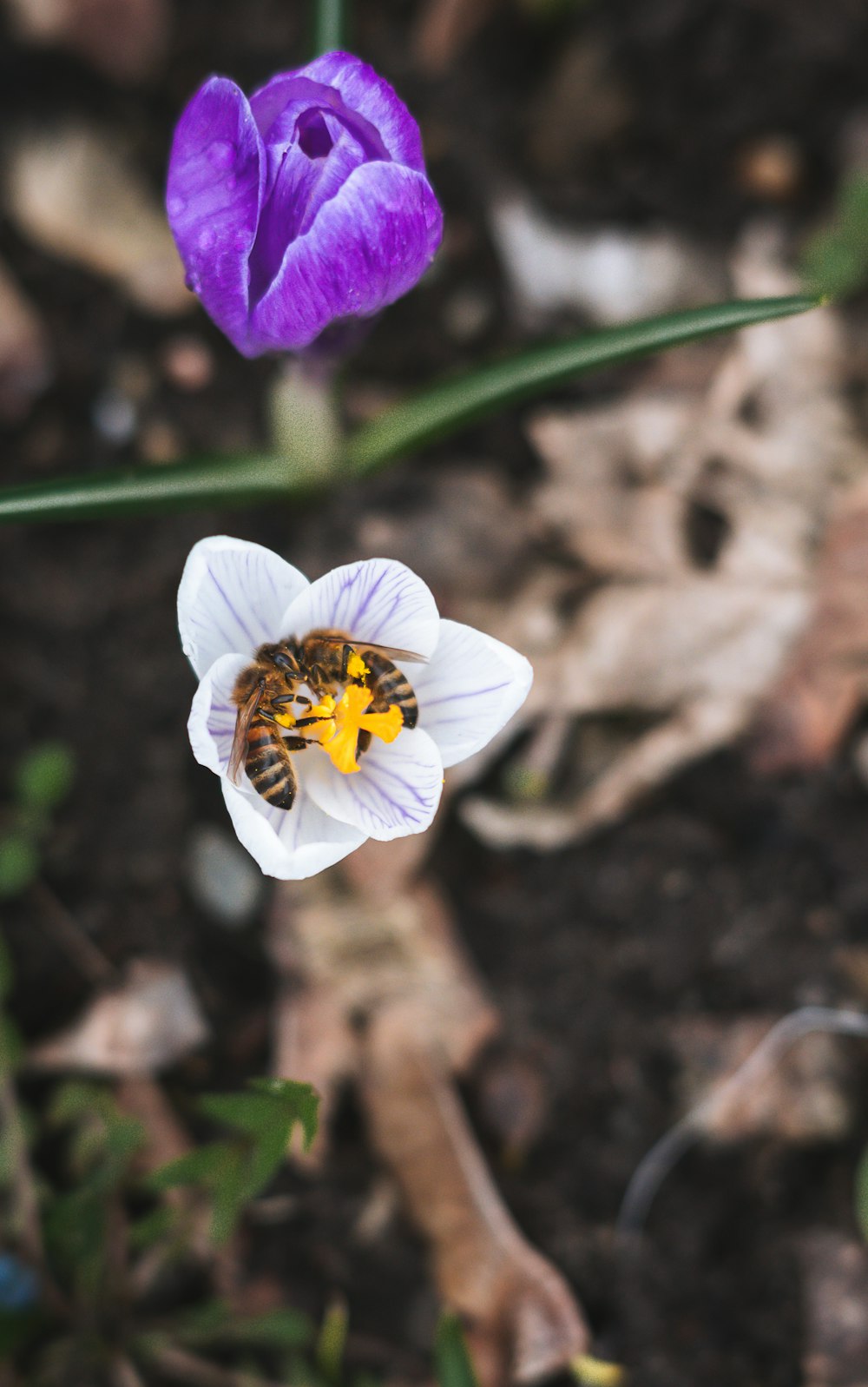 a bee sitting on top of a purple flower