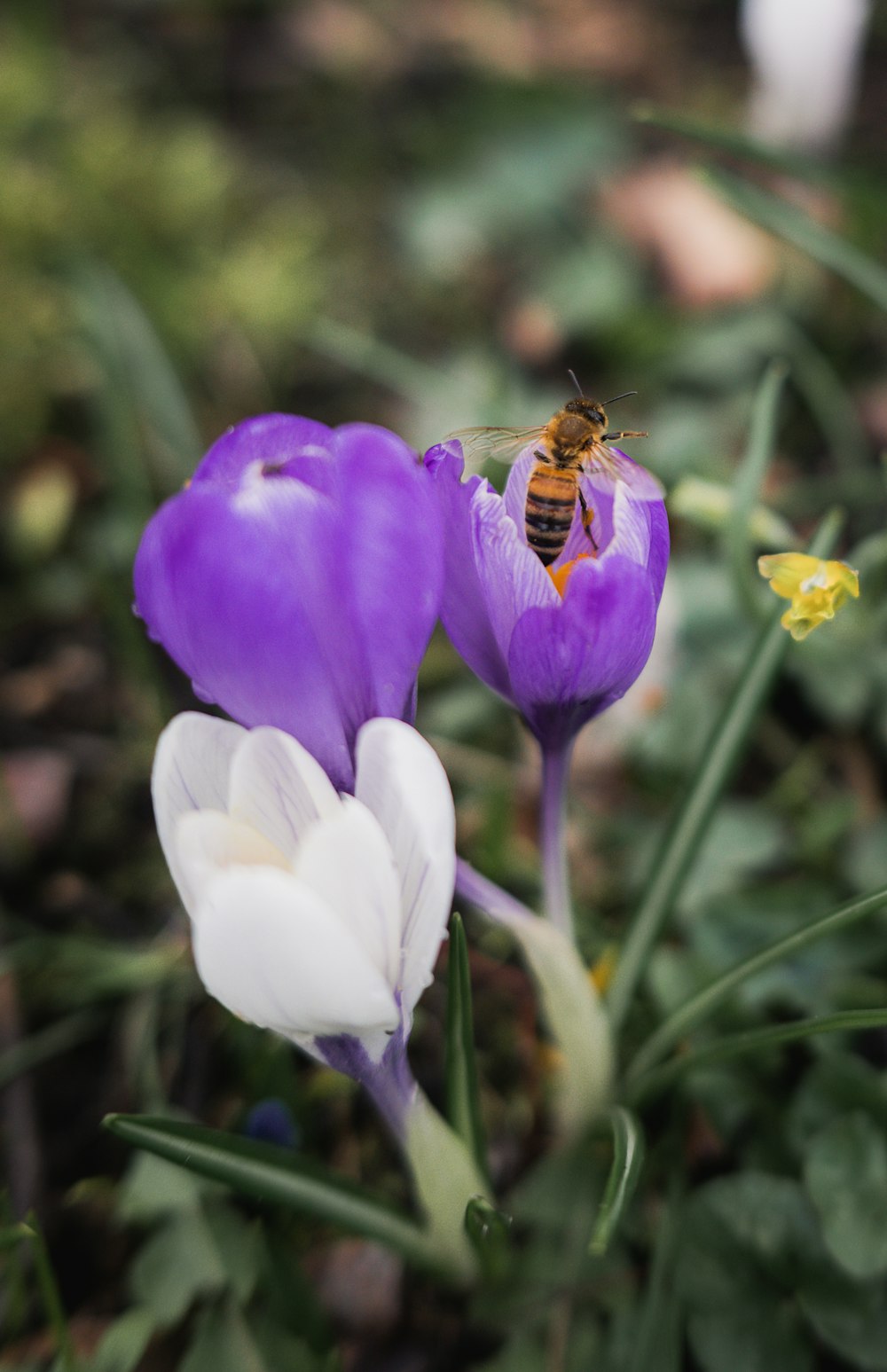 a bee sitting on top of a purple flower