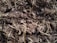 A dense and fibrous mix of straw and manure. The texture appears coarse and organic, with straw strands interspersed among darker clumps of manure.