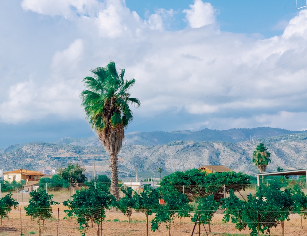 a palm tree in a field with mountains in the background