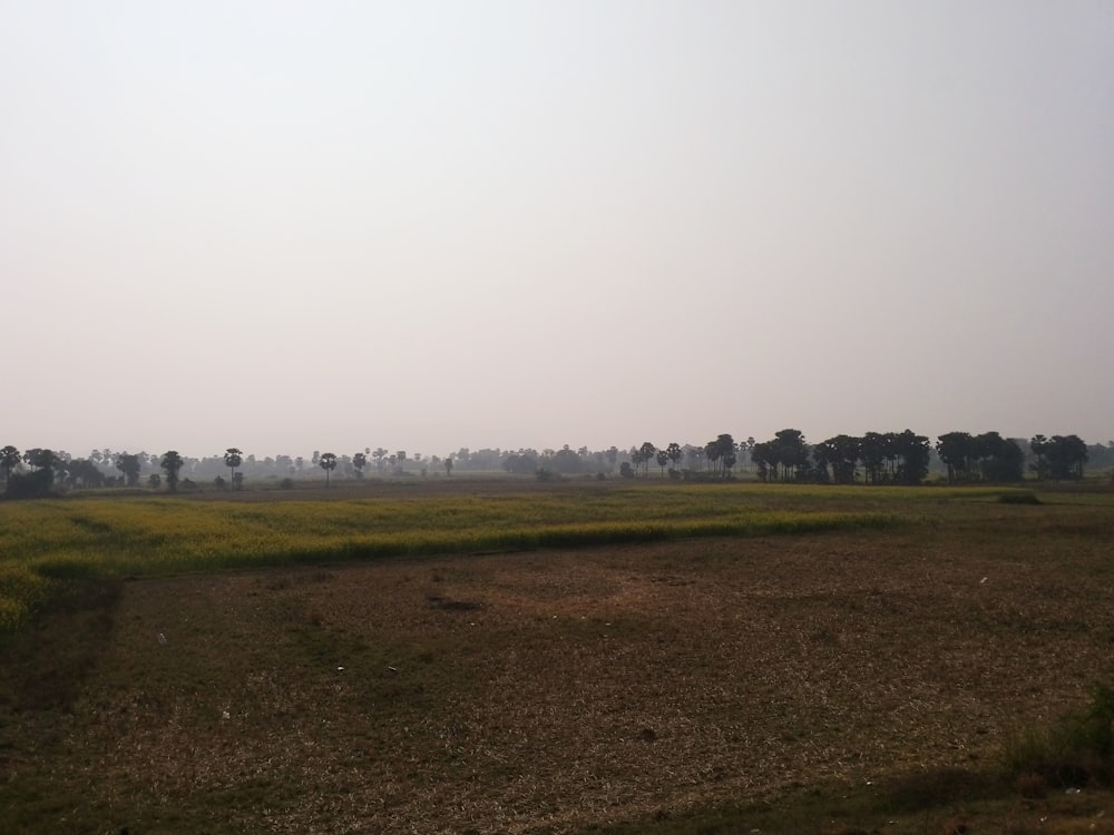 a large open field with trees in the distance