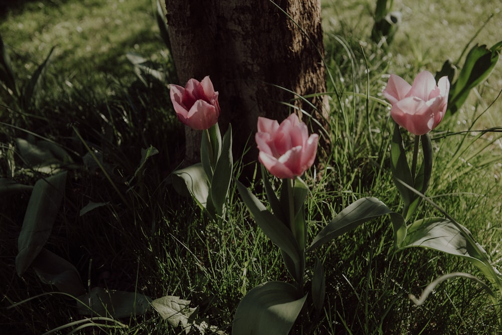 a group of pink flowers sitting next to a tree