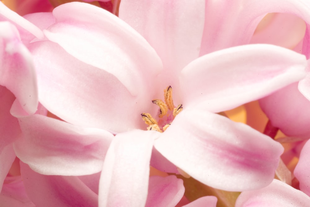 a close up of a pink flower with white petals