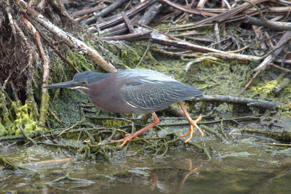 a bird is standing in the water next to a tree