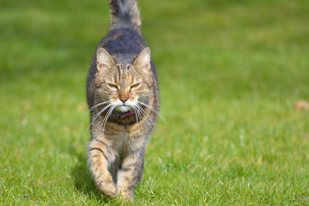 a cat walking across a lush green field