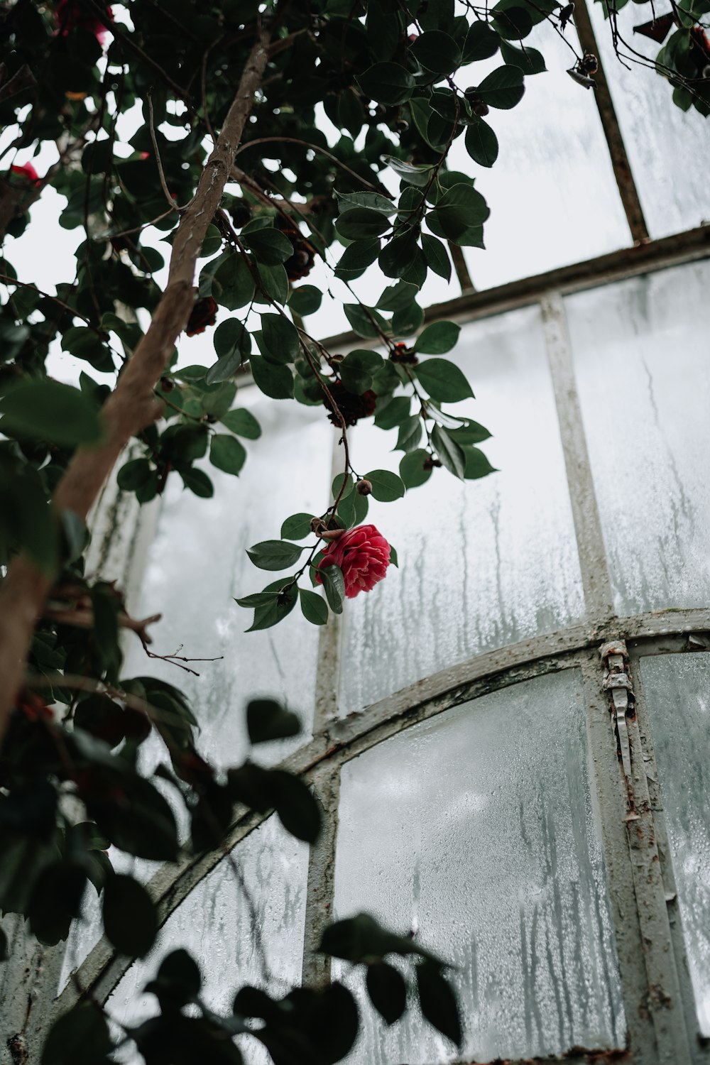 a red rose is growing in a green house