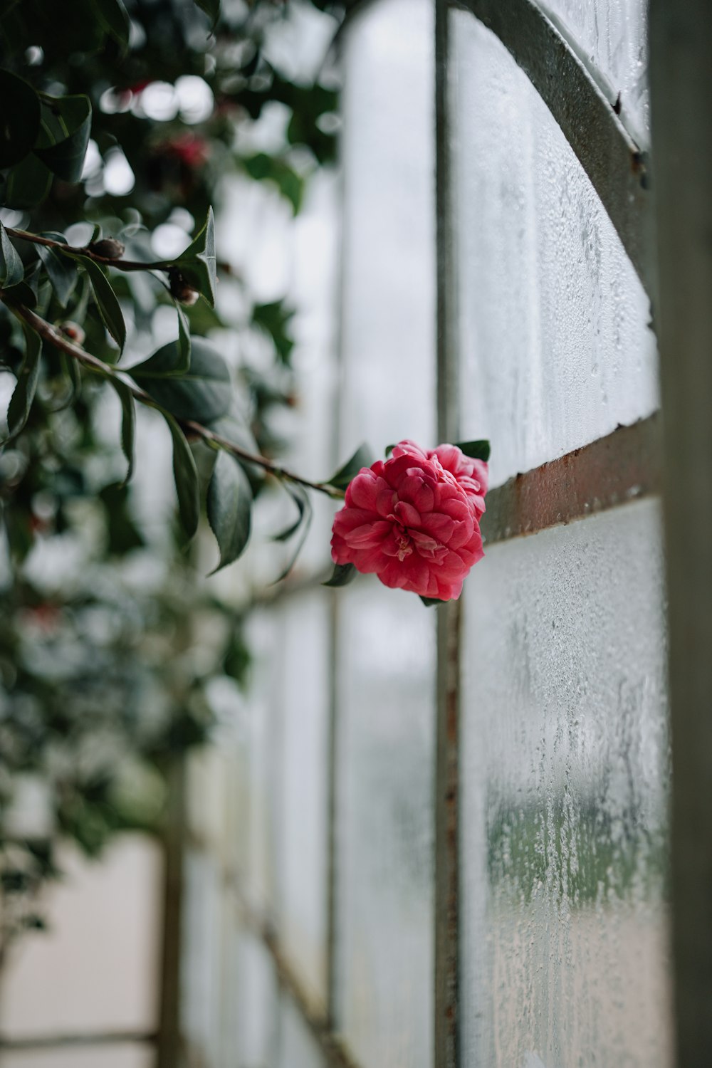 a pink flower sitting on the side of a glass wall