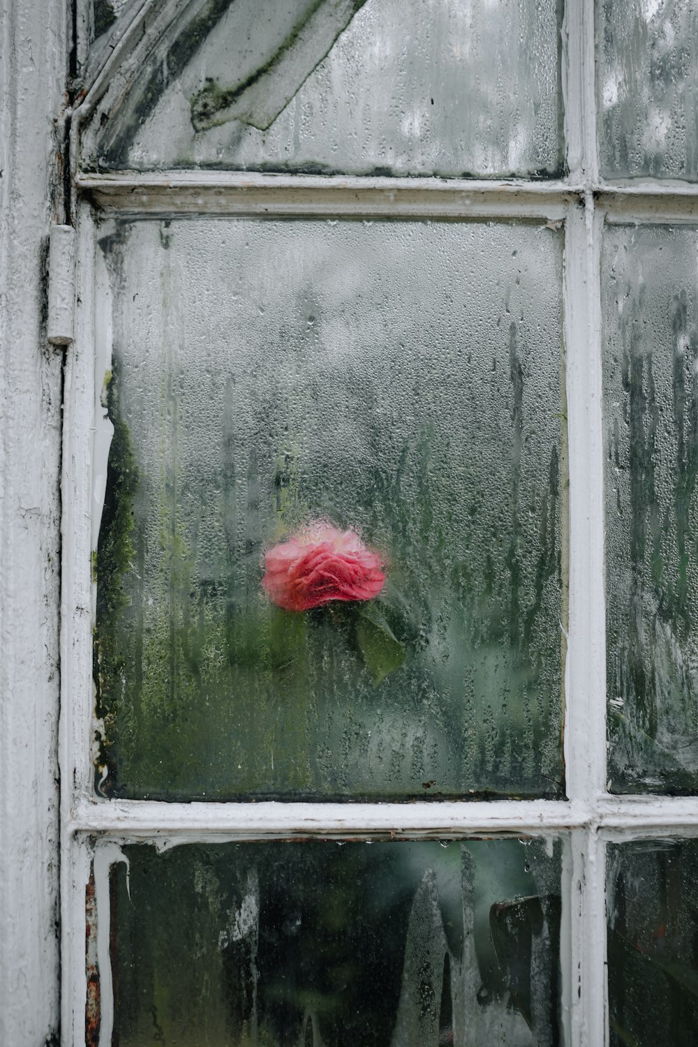 a pink flower sitting on top of a window sill