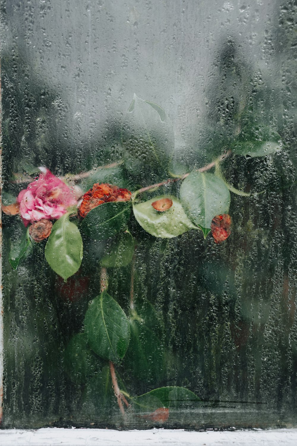 a window with a flower on the outside of it