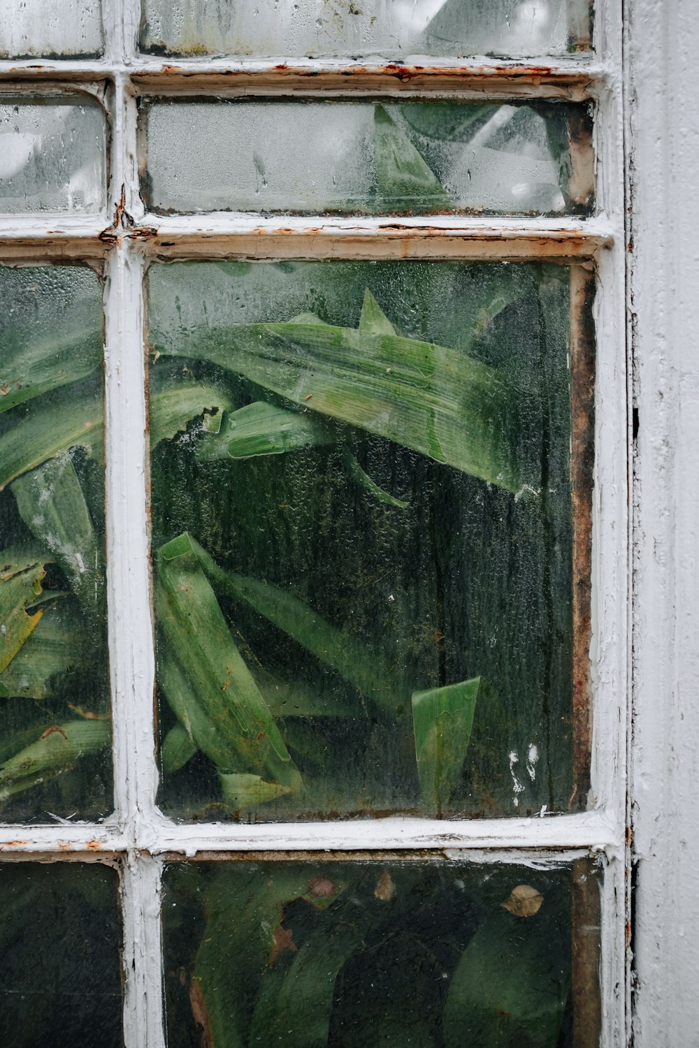 a close up of a window with plants in it