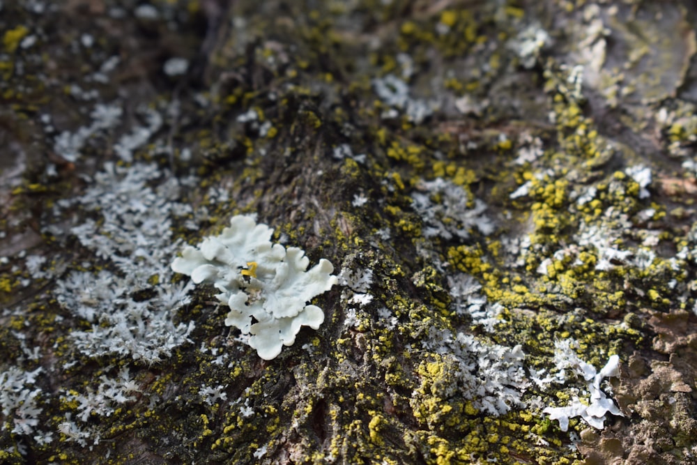 a close up of a tree trunk with lichen and moss