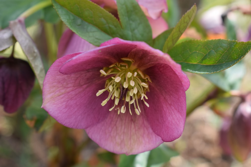 a close up of a pink flower with green leaves